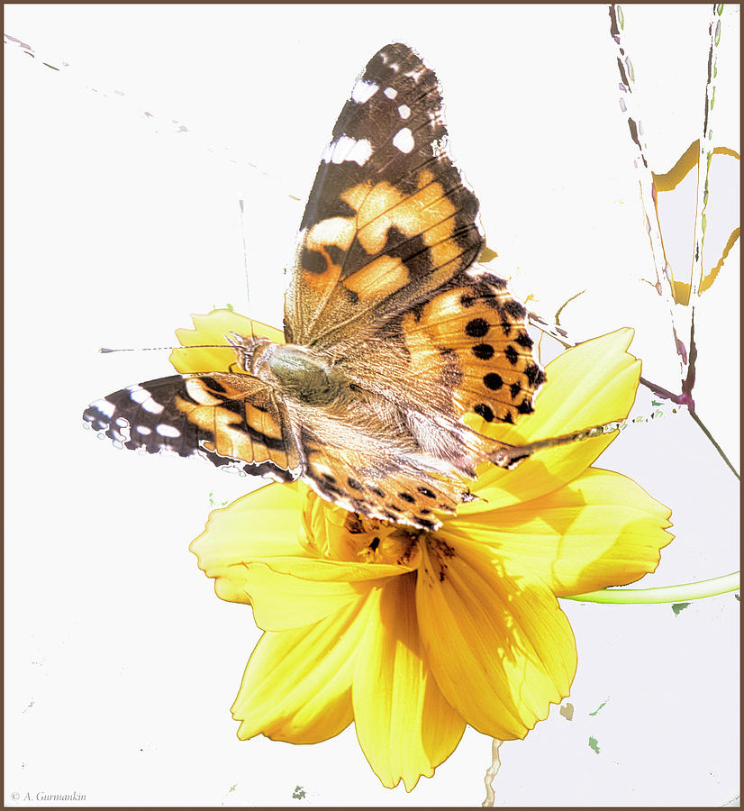 Painted Lady Butterfly, Yellow Flower Digital Art by A Macarthur Gurmankin