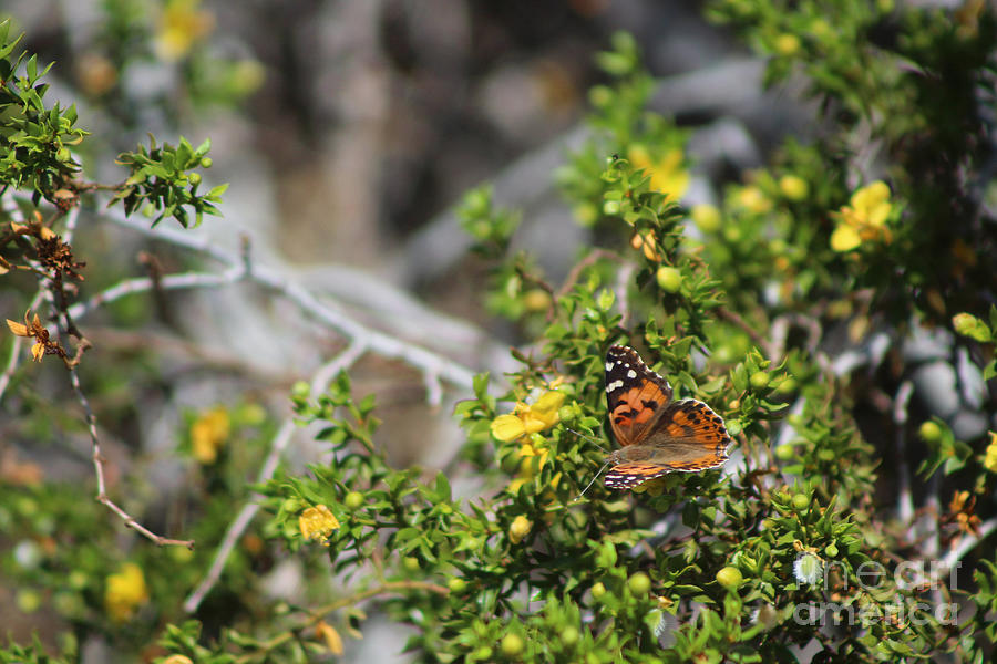 Painted Lady in Coachella Valley Wildlife Preserve Photograph by Colleen Cornelius