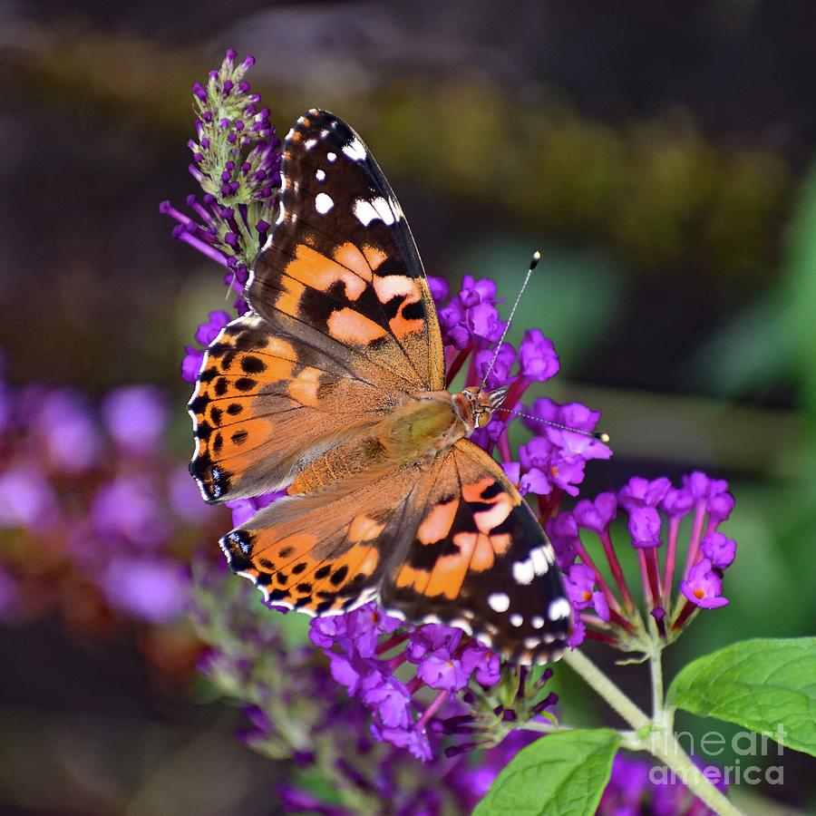 Painted Lady Living Up To Its Name Photograph