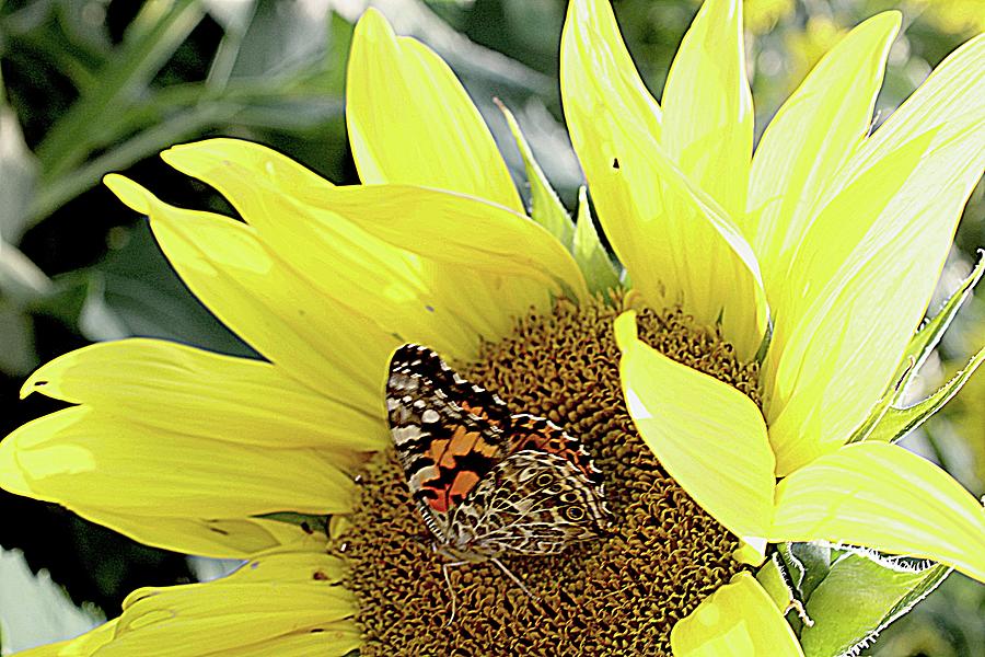 Painted Lady on a Sunflower Photograph by Karen McKenzie McAdoo