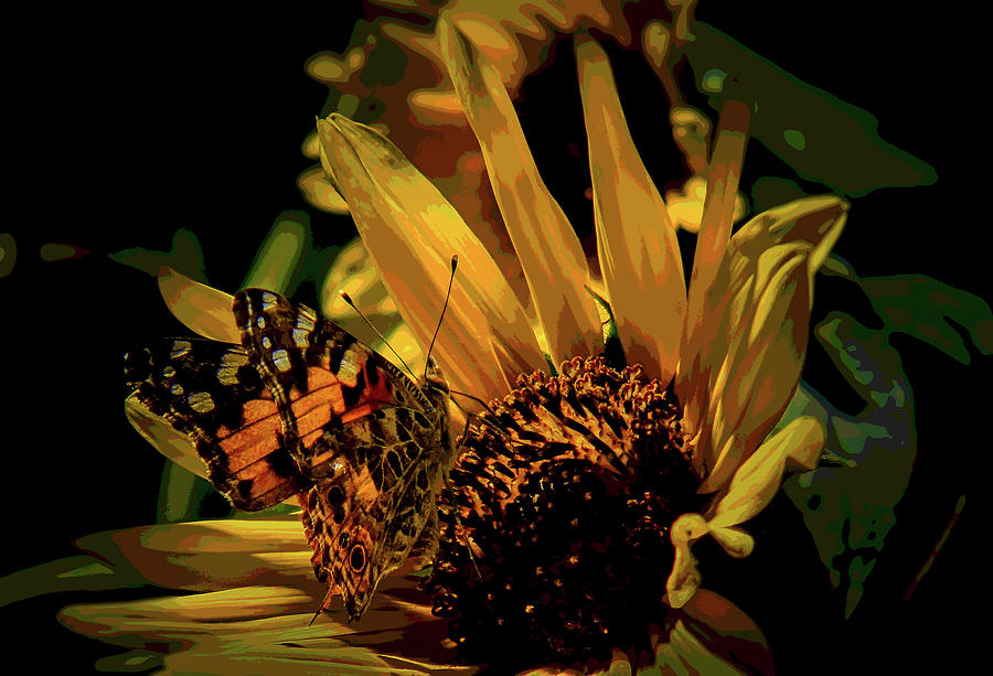 Painted Lady on a Sunflower Photograph by Laura Putman