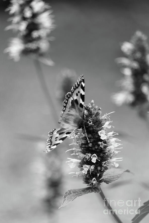 Painted Lady on lavender bw 9503 Photograph by Eddie Barron
