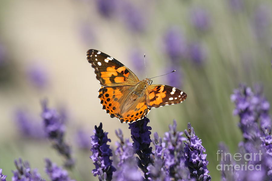Painted Lady on Lavender Photograph by Marcy Ford