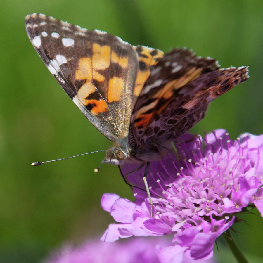 Painted Lady on Pink Flower Photograph by Cascade Colors