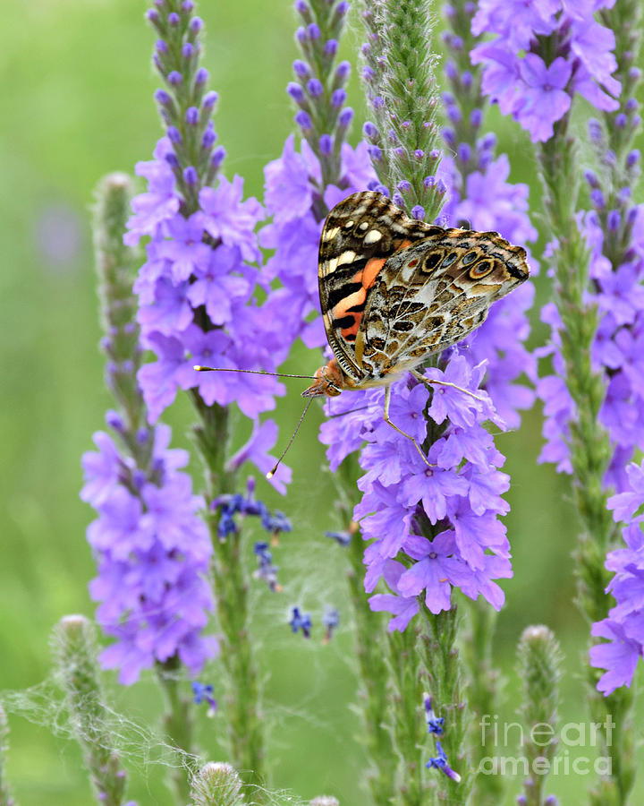 Painted Lady On Purple Photograph by Kathy M Krause