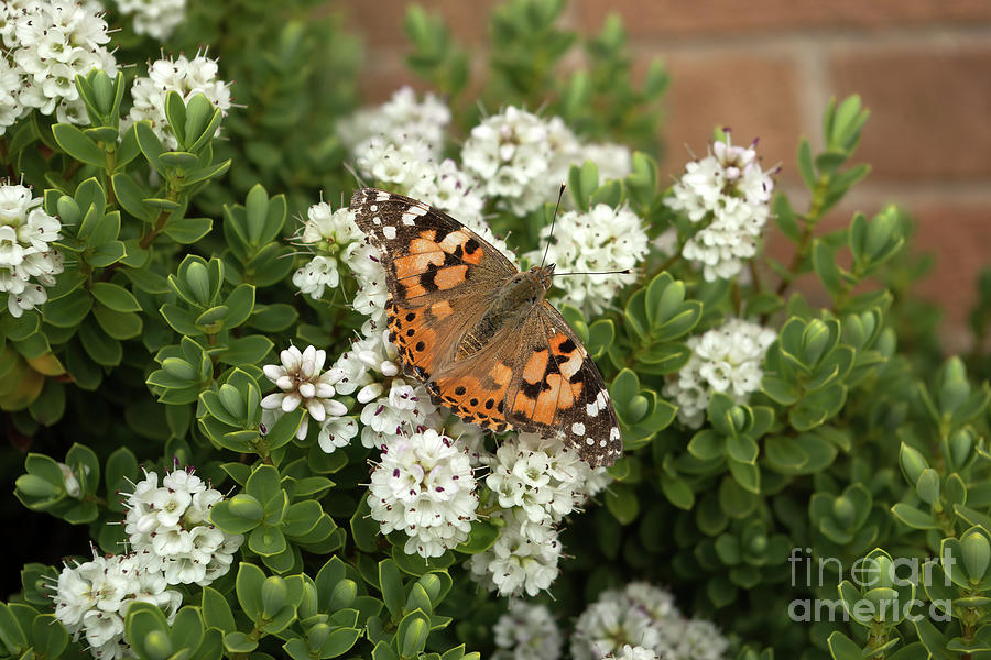 Painted Lady On White Hebe Photograph