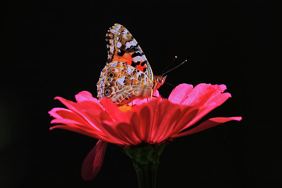 Painted Lady Photograph by Shixing Wen