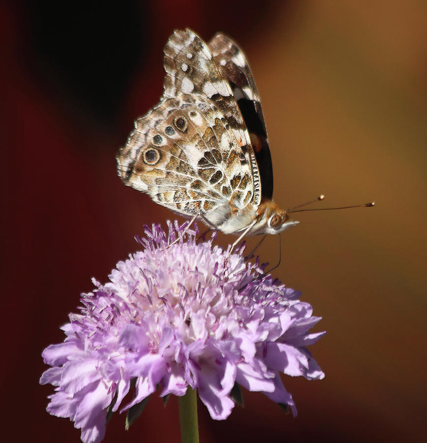 Painted Lady Sips on Nectar Photograph by Morgan Wright
