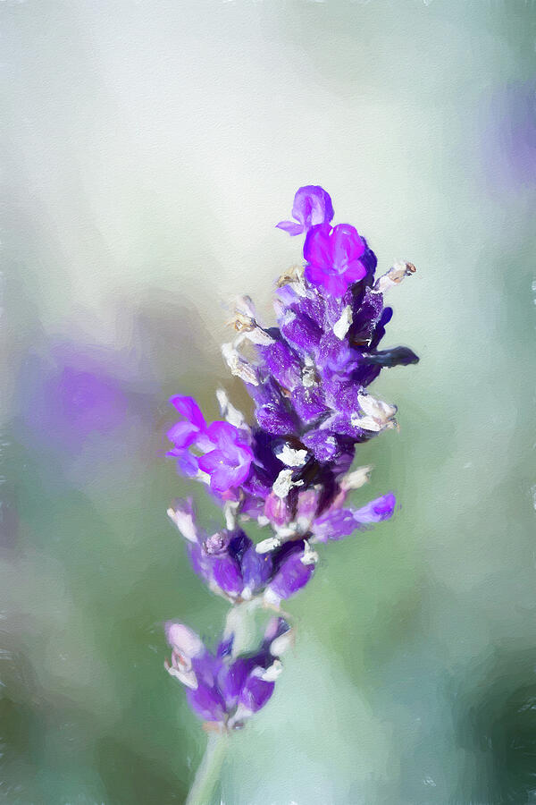 Painted Lavender Cool Photograph by Tanya C Smith