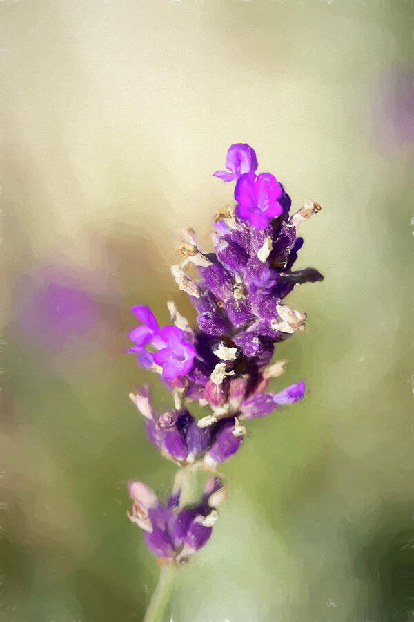 Painted Lavender Photograph by Tanya C Smith