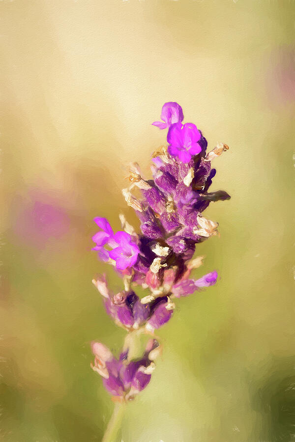 Painted Lavender Warm Photograph by Tanya C Smith