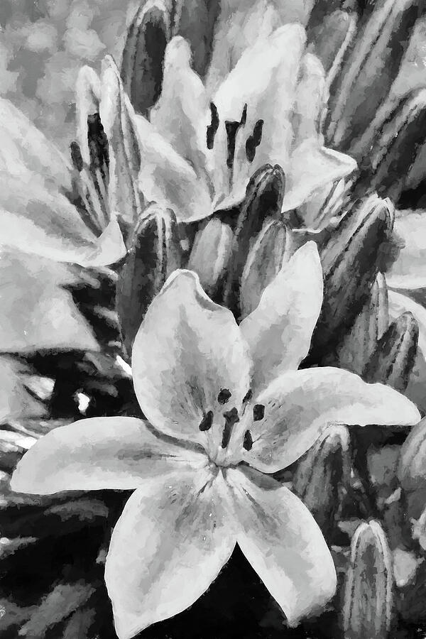 Painted Lilies Black And White Digital Art by Tanya C Smith