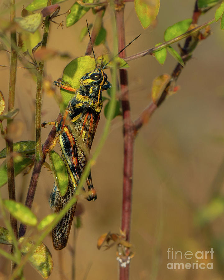 Painted Locust in Shrubs Photograph by Nancy Gleason