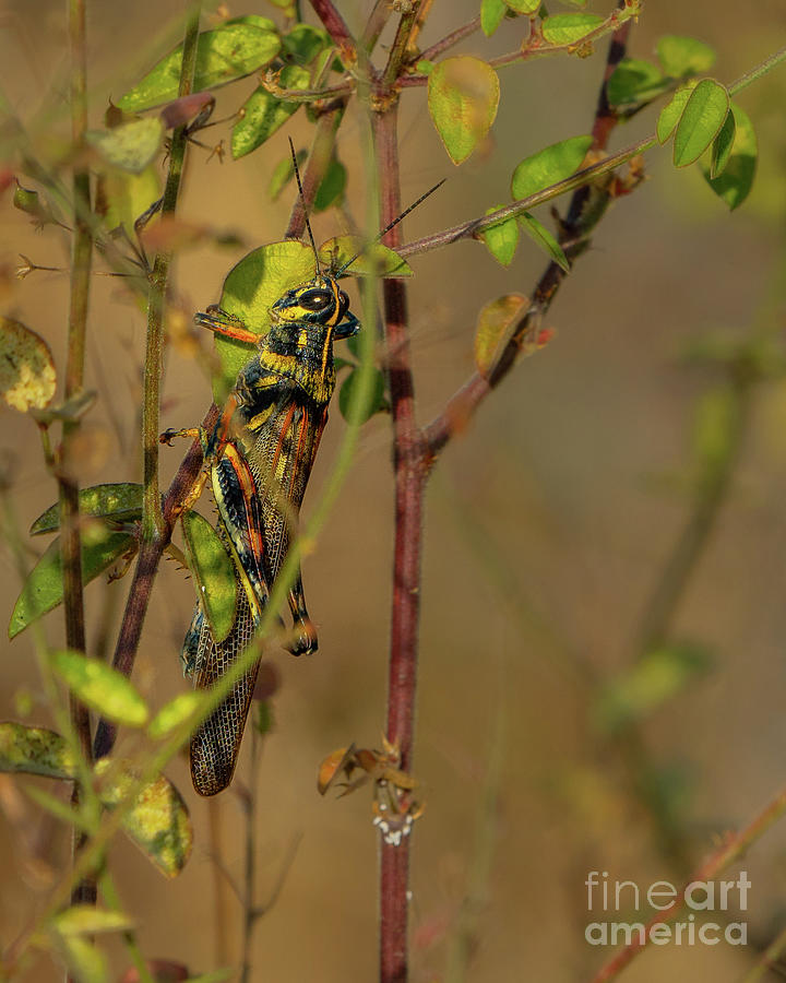 Painted Locust in Vegetation Photograph by Nancy Gleason
