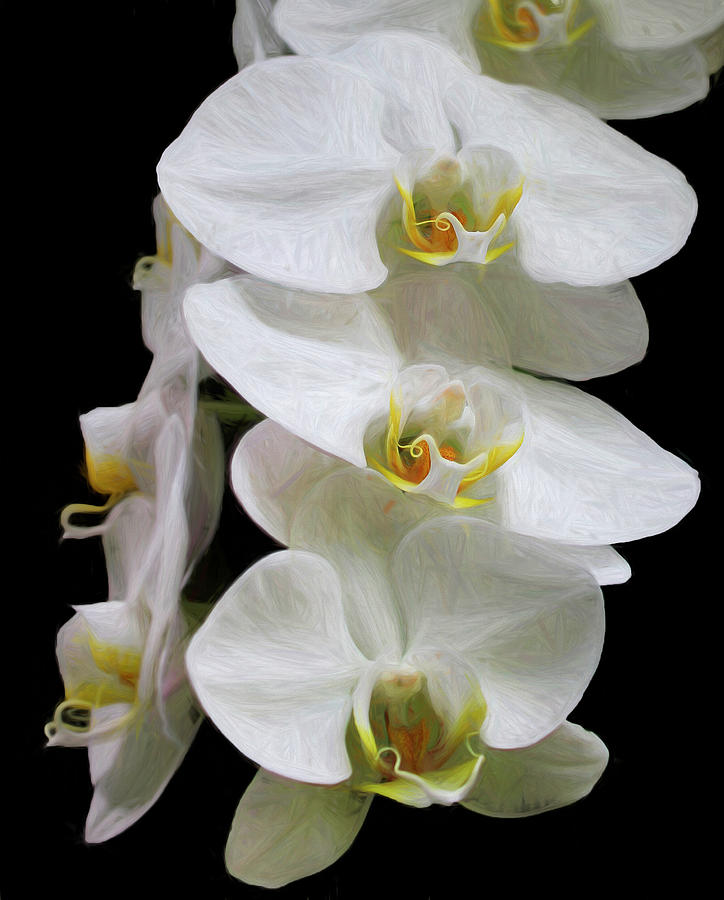 Painted Orchid Photograph