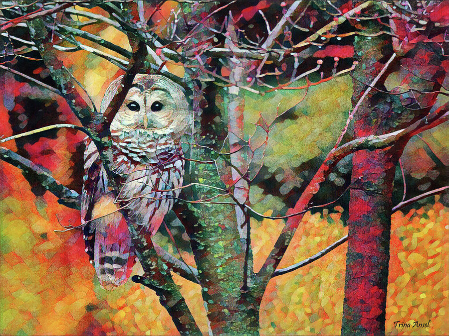 Painted Owl Photograph by Trina Ansel