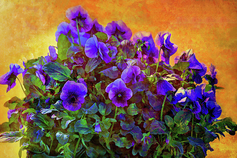 Painted Pansies Photograph by HH Photography of Florida