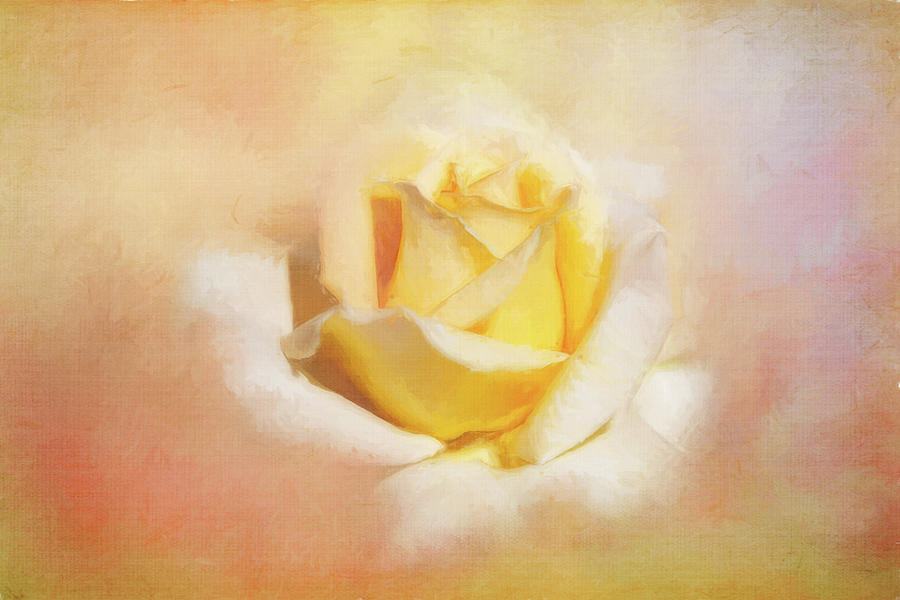 Painted Peach Rose Digital Art by Terry Davis