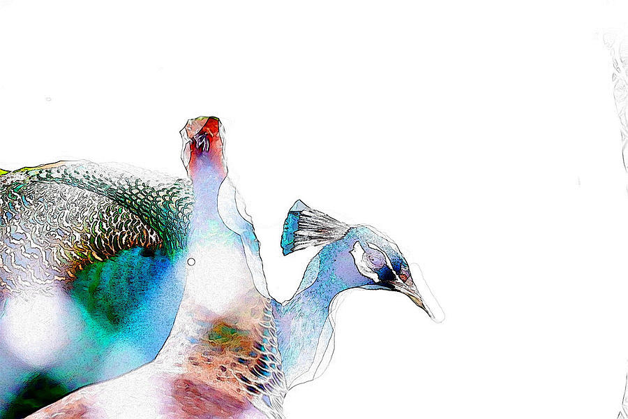 Painted Peacock Digital Art