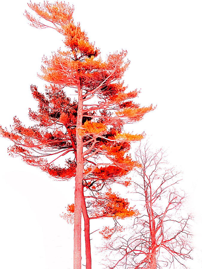 Painted Pine 2 Digital Art by JP McKim
