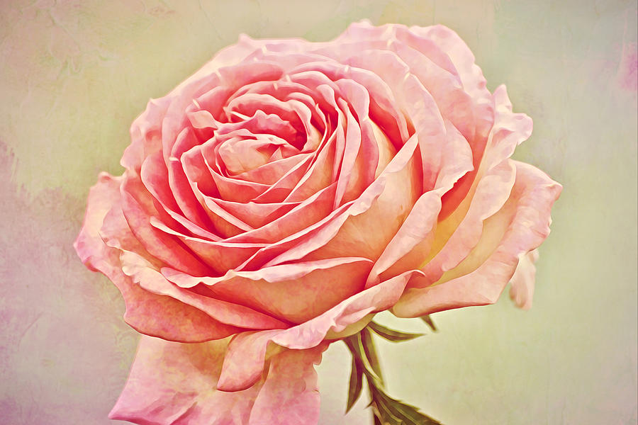Painted Pink Antique Rose Photograph by Gaby Ethington