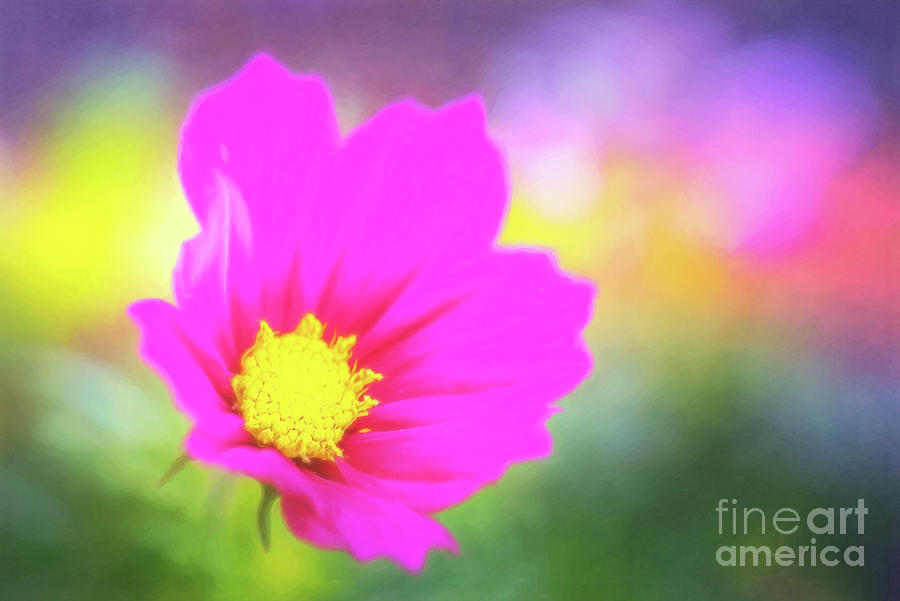 Painted Pink Cosmos in a Sea of Color Photograph by Anita Pollak