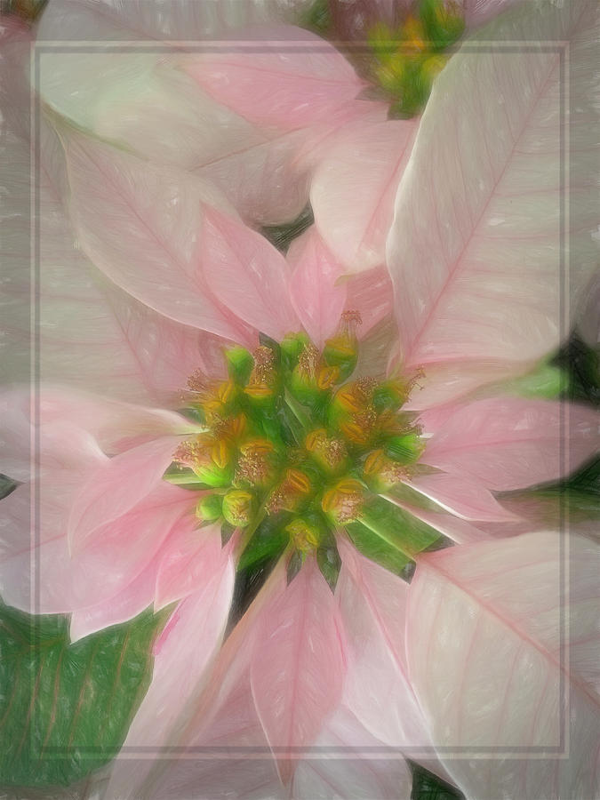 Painted Pink Poinsettia Photograph