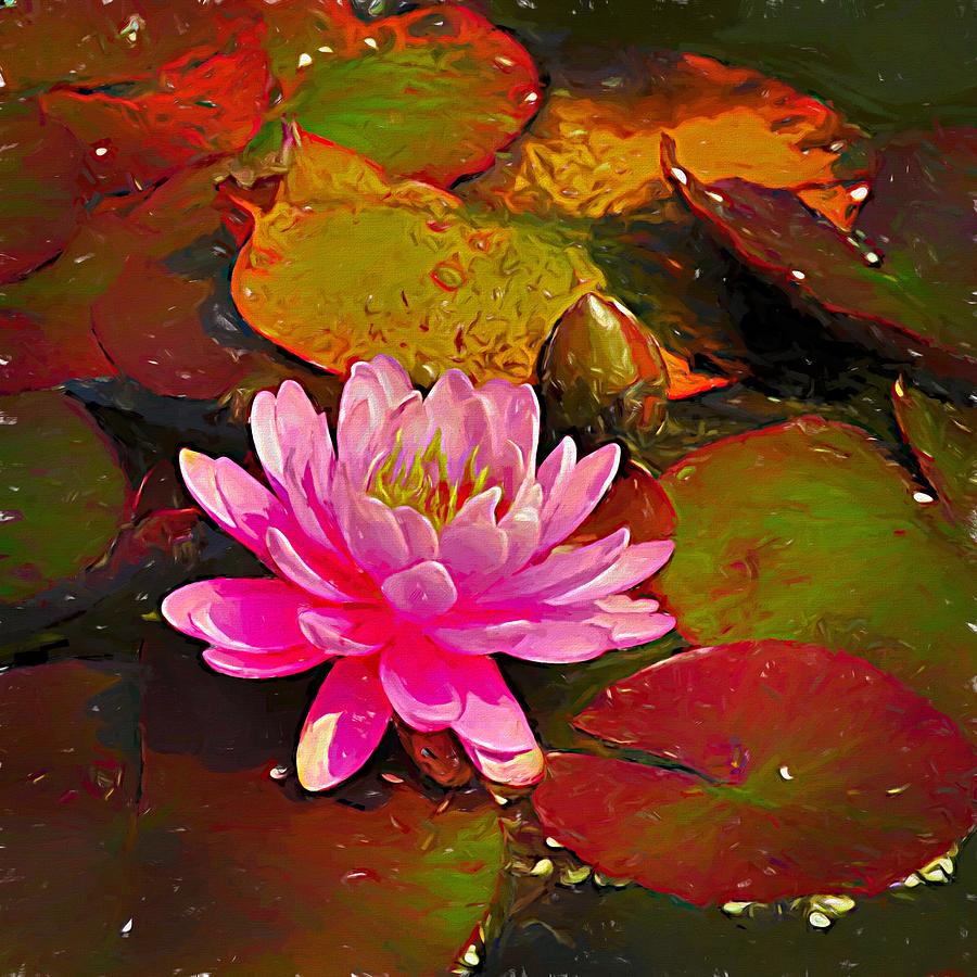 Painted Pink Water Lily Mixed Media by Joan Stratton