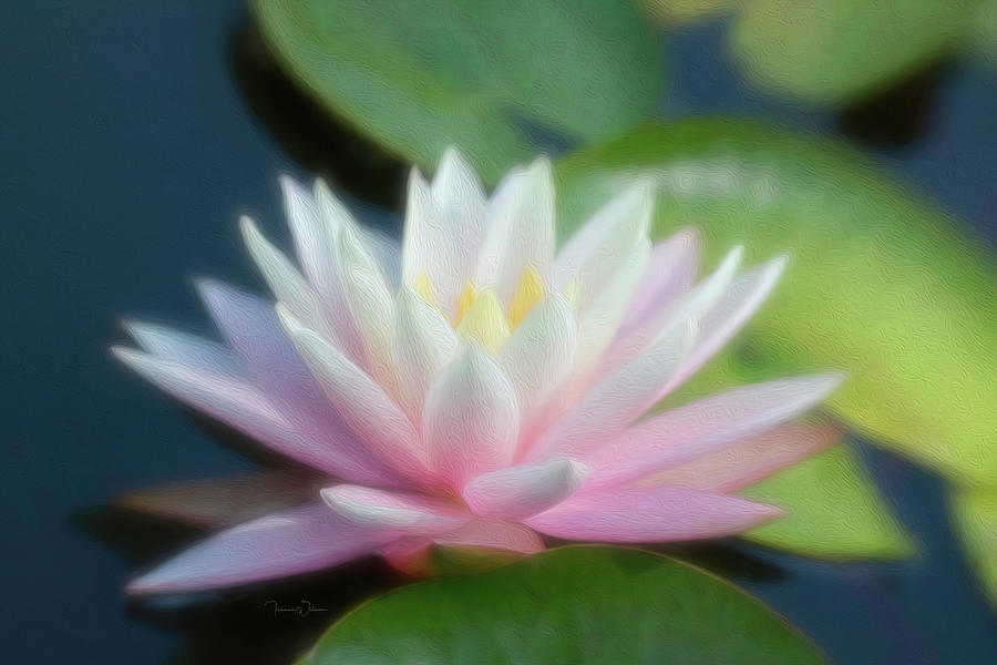 Painted Pink Water Lily Photograph by Teresa Wilson