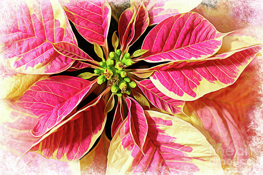 Painted Poinsettia Photograph by Amy Dundon