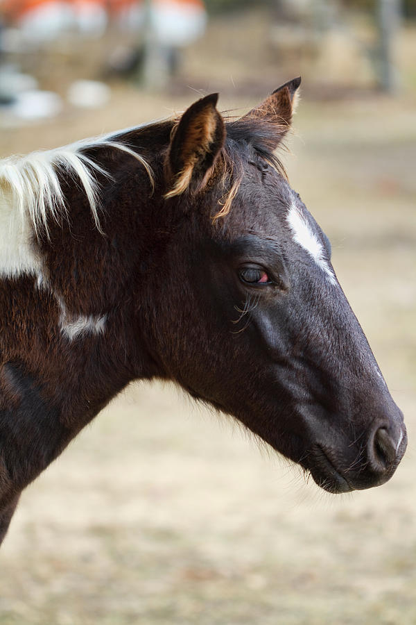 Painted Pony Colt Photograph by Kathy Clark