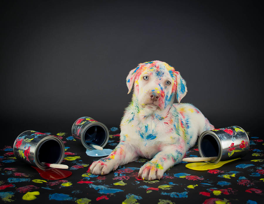 Painted pooch Photograph by StockImage