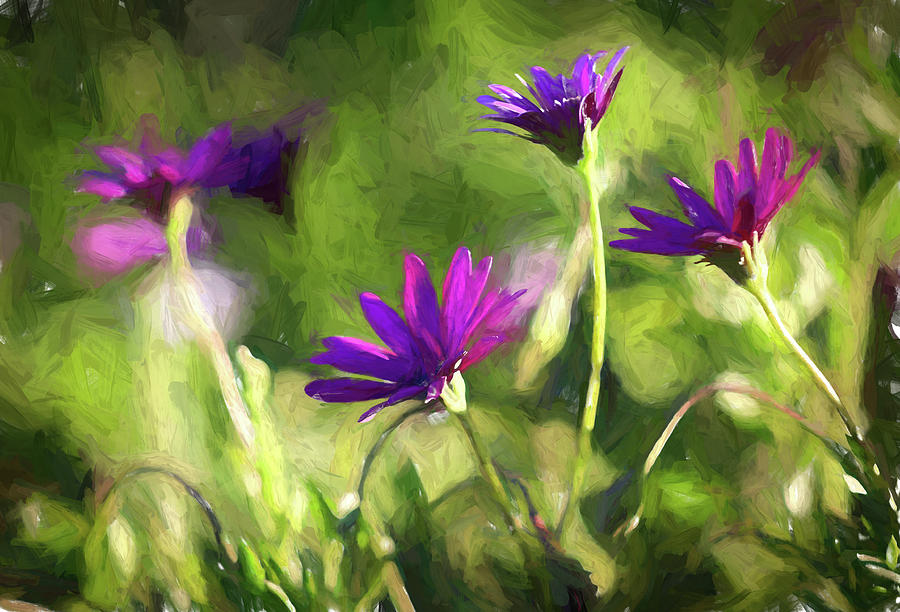 Painted Purple Daisies Photograph by Alison Frank