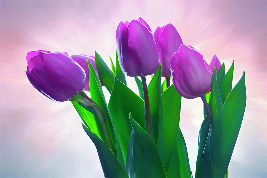 Painted Purple Tulips Photograph