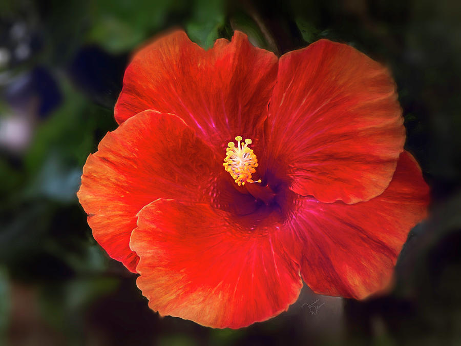 Painted Red Hibiscus Photograph by Teresa Wilson