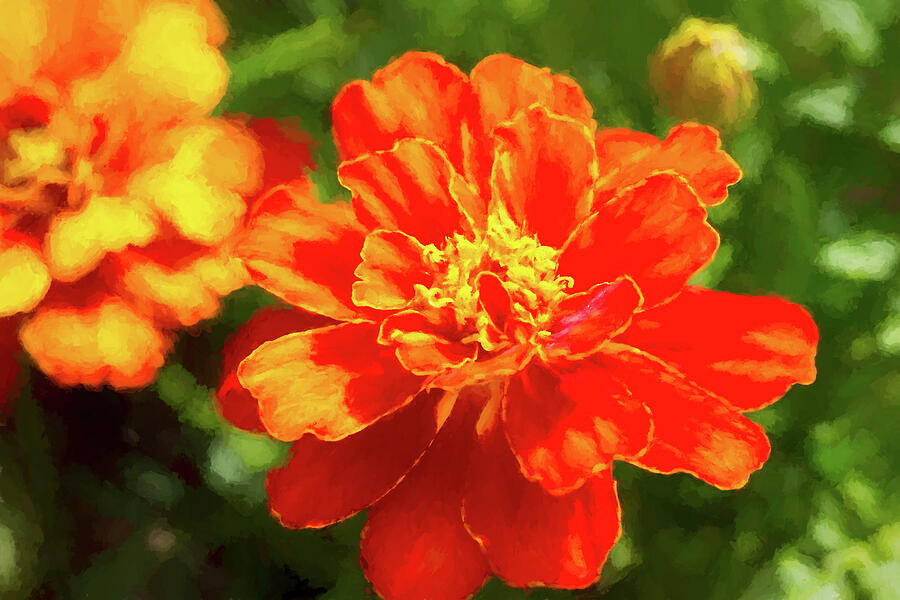 Painted Red Orange Marigold Digital Art by Tanya C Smith
