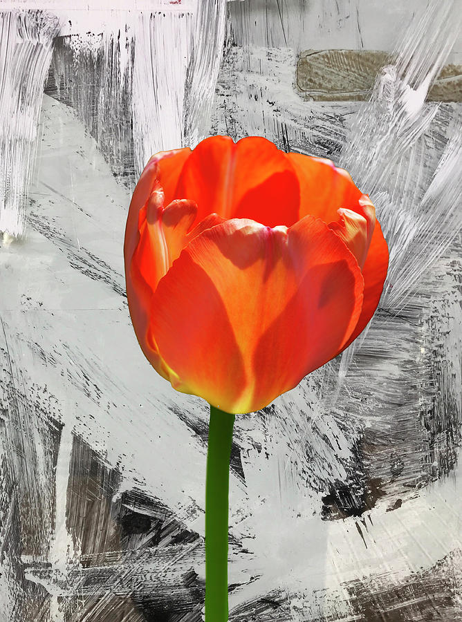 Painted Red Tulip Photograph by Cate Franklyn