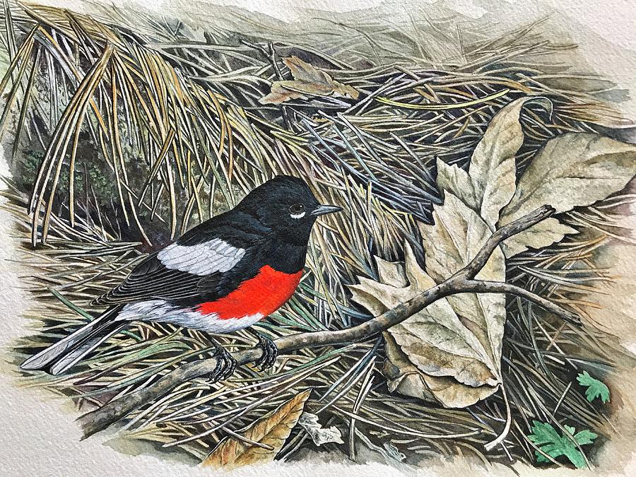 painted redstart