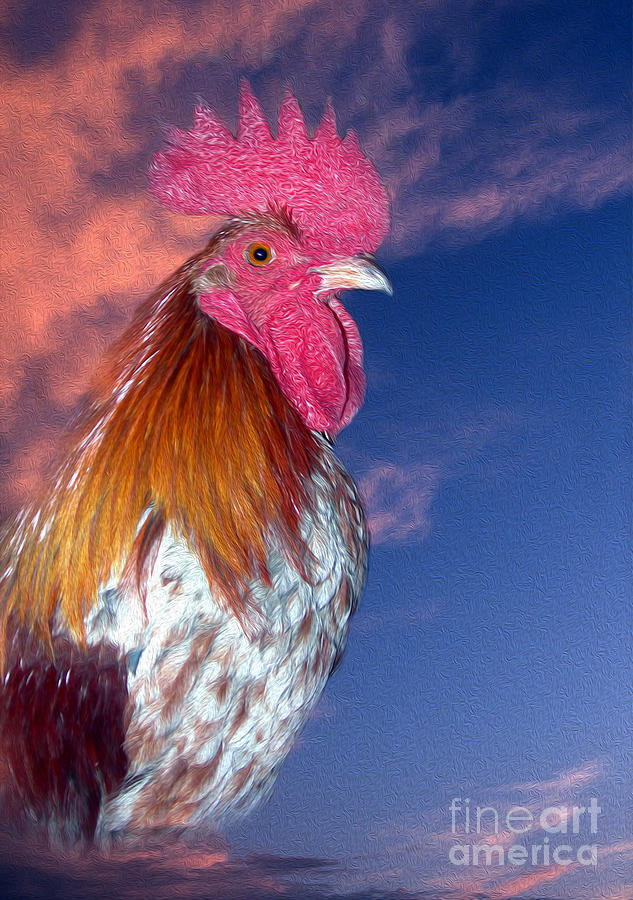 Painted Rooster Photograph