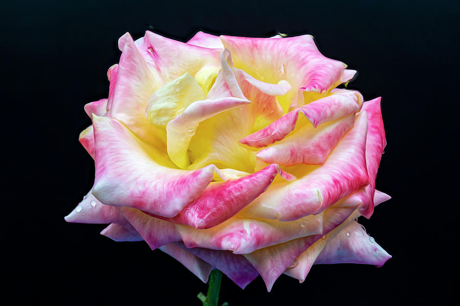 Painted Rose Photograph by Donald Pash