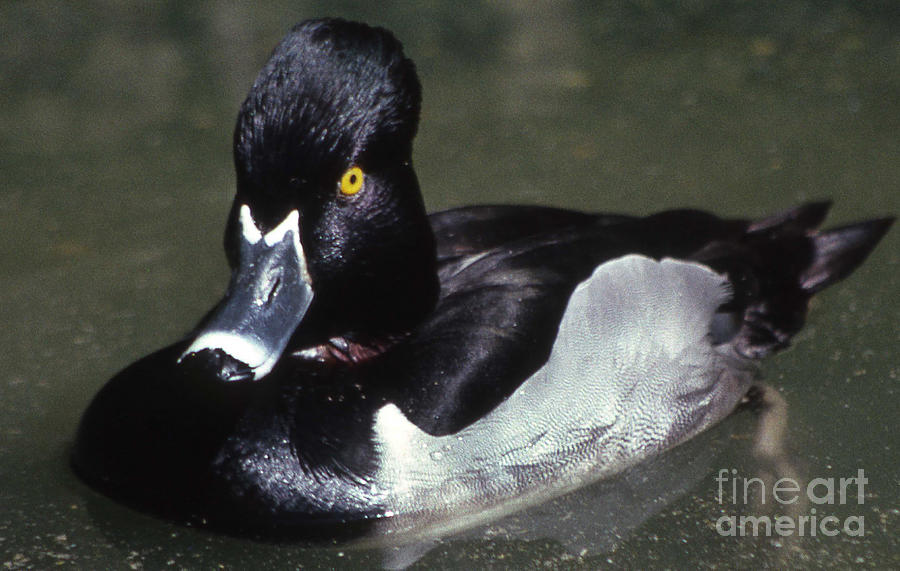 Painted Scaup Photograph