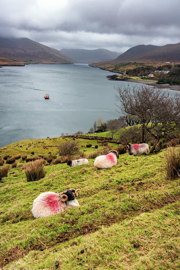 Painted sheep in Ireland Photograph by Pierre Leclerc Photography