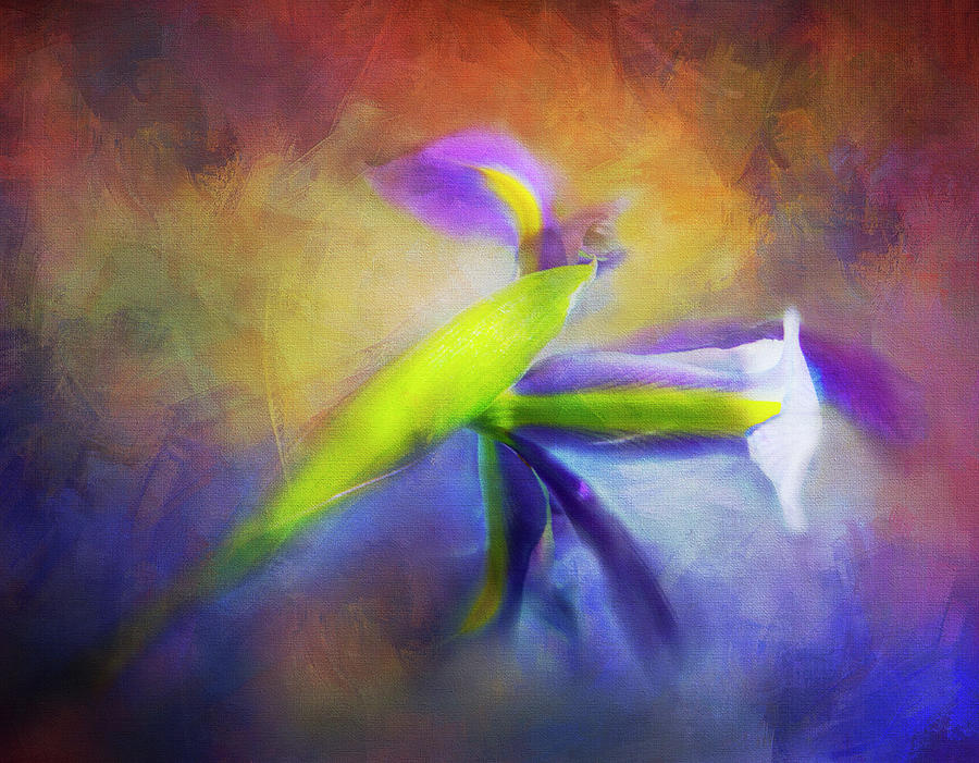 Painted Siberian Iris Photograph by Theresa Tahara