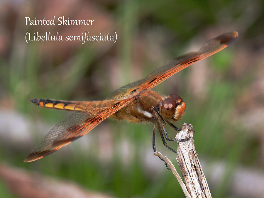 Painted Skimmer Photograph by Mark Berman