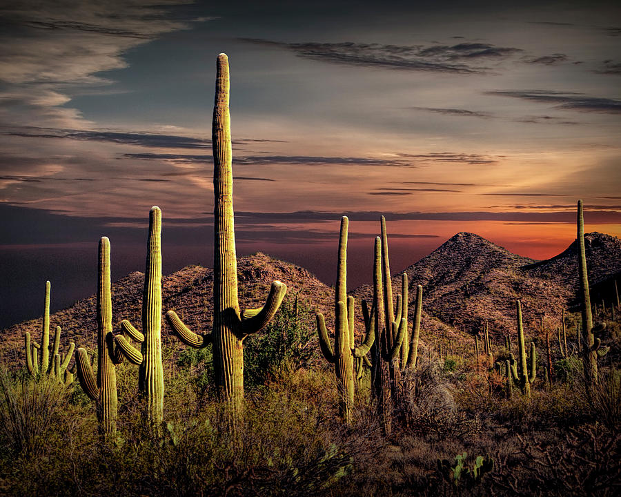 Painted Sky over Saguaro Cactuses in Saguaro National Park Photograph by Randall Nyhof