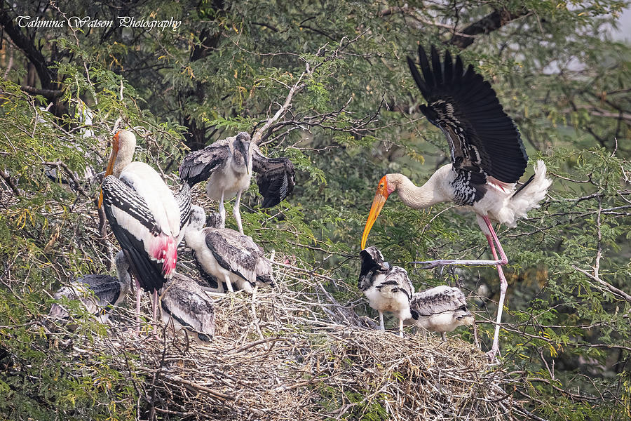 Painted Stork Family Photograph by Tahmina Watson
