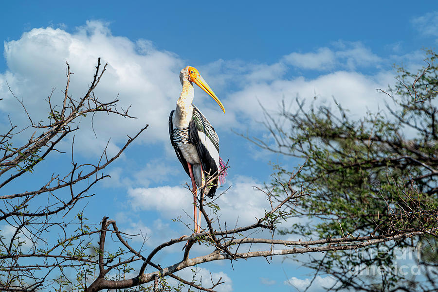 Painted Stork on a tree Photograph by Pravine Chester