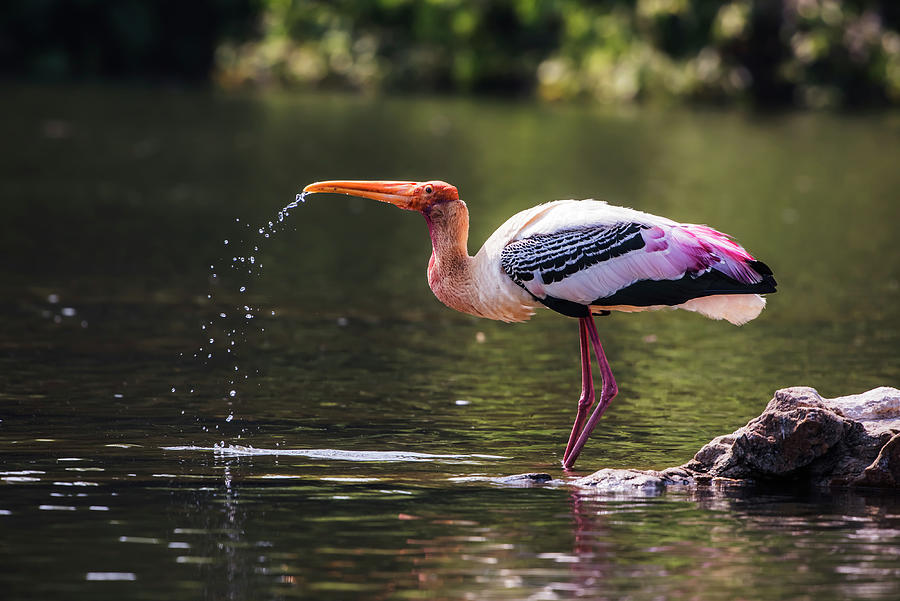 Painted stork Photograph by Vishwanath Bhat