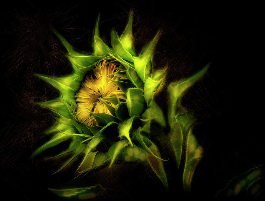 Painted Sunflower Digital Art by Sue Masterson