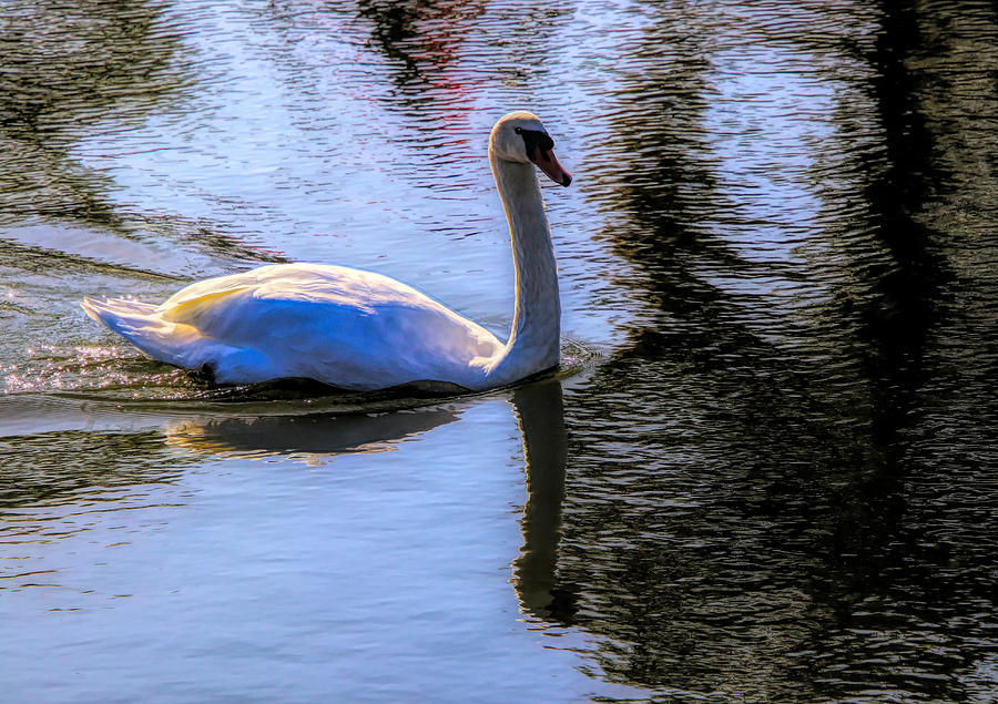 Painted Swan Mixed Media